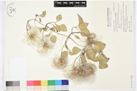 藏品(屏東鐵線蓮)的圖片