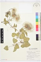 藏品(屏東鐵線蓮)的圖片