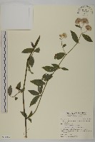 藏品(大頭艾納香)的圖片