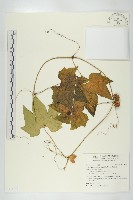 藏品(雙輪瓜)的圖片