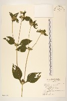 藏品(金腰箭)的圖片