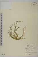 藏品(天蓬草、雀舌草)的圖片