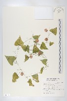 藏品(黑果馬交兒)的圖片