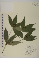 藏品(草珊瑚、紅果金粟蘭)的圖片
