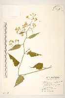 藏品(蔓黃菀)的圖片