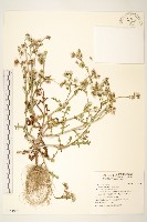 藏品(歐洲黃菀)的圖片