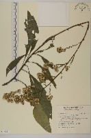 藏品(大花艾納香)的圖片