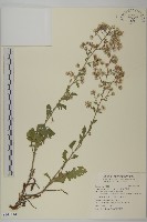 藏品(裂葉艾納香)的圖片