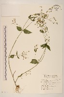 藏品(粗毛小米菊)的圖片