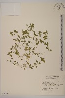 藏品(繁縷)的圖片