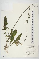 藏品(臺灣黃鵪菜)的圖片