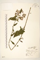 藏品(蔓黃菀)的圖片