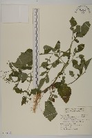 藏品(茯苓菜)的圖片