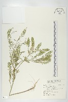 藏品(獨行菜)的圖片