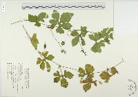 藏品(苦瓜)的圖片