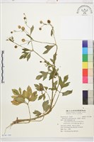 藏品(水辣菜、禺毛茛)的圖片