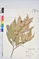 藏品(三斗石櫟)的圖片