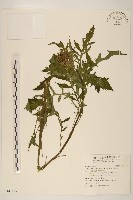 藏品(飛機草)的圖片