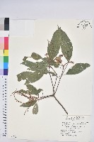 藏品(粗糠柴)的圖片