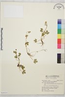 藏品(鹿場毛茛)的圖片