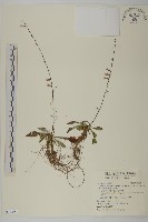 藏品(臺灣鬼督郵)的圖片