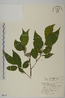 藏品(佩羅特木)的圖片