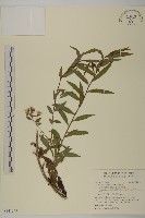 藏品(臺灣馬蘭)的圖片