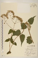 藏品(腺葉澤蘭)的圖片