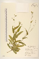 藏品(兔仔菜)的圖片