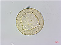 藏品(菝契)的圖片