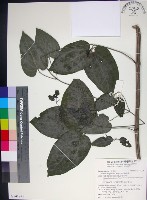 藏品(麥氏鐵線蓮)的圖片