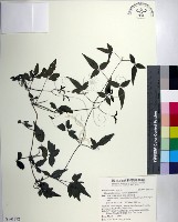 藏品(臺灣鐵線蓮)的圖片