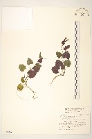 藏品(太魯閣千里光)的圖片