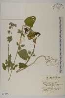 藏品(紫花霍香薊)的圖片