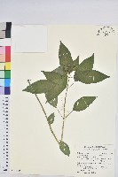 藏品(山靛)的圖片