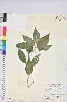 藏品(山靛)的圖片