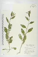 藏品(葶藶)的圖片