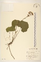 藏品(臺灣款冬)的圖片