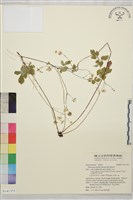 藏品(傅氏唐松草)的圖片