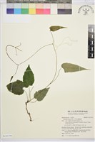 藏品(亨利氏鐵線蓮)的圖片