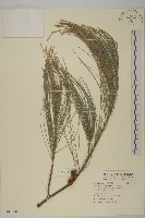 藏品(木麻黃)的圖片