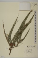 藏品(木麻黃)的圖片