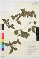 藏品(臺灣鐵線蓮)的圖片