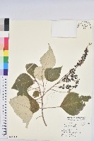 藏品(白匏子)的圖片