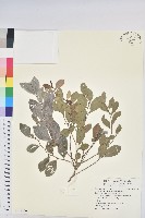 藏品(細葉饅頭果)的圖片