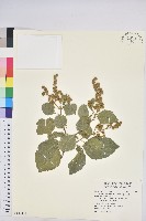 藏品(扛香藤)的圖片