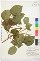 藏品(銹毛鐵線蓮)的圖片