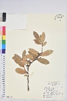 藏品(地檀香)的圖片