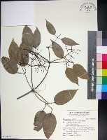 藏品(麥氏鐵線蓮)的圖片