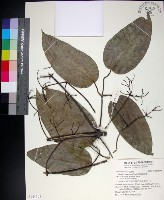 藏品(麥氏鐵線蓮)的圖片